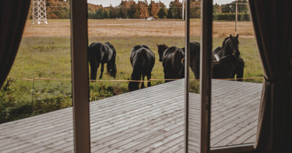 Glamping jurta Kretingos rajone Nature Calls