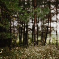 Jaunuolyno parkas ALNUS kieme
