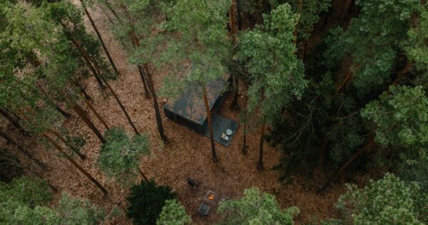 Miško terapija – Namelis po pušim Miško terapija – Namelis po pušim