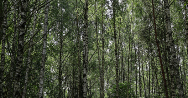 Lapiland jurta Mėnulis Lapiland jurta Mėnulis