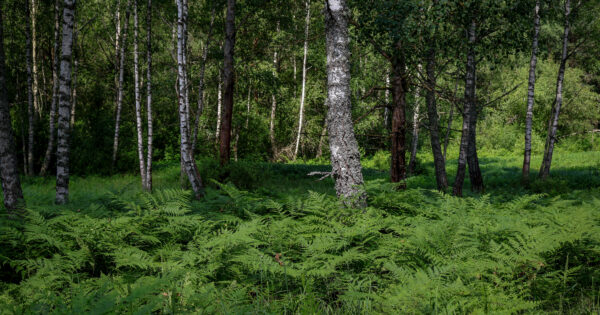 Lapiland jurta Mėnulis Lapiland jurta Mėnulis