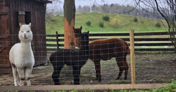 Draugių savaitgalis Vilkaviškio rajone Draugių savaitgalis Vilkaviškio rajone