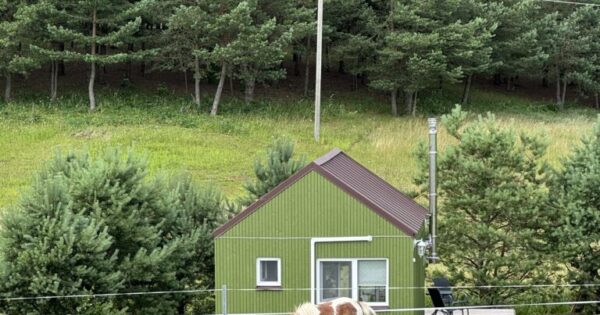 Nameliai Molėtų rajone sodyboje Alantos žirgai Pušų namelis dviems Nameliai Molėtų rajone sodyboje Alantos žirgai Pušų namelis dviems