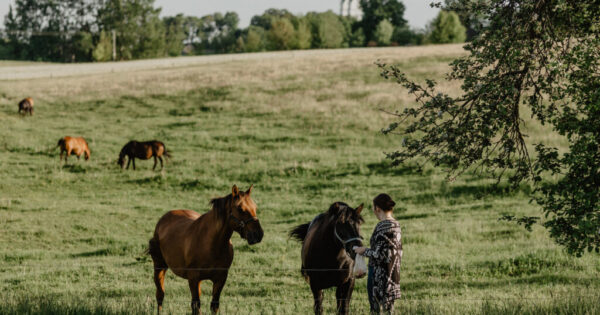 Sodyba Molėtų rajone Alantos žirgai Sodyba Molėtų rajone Alantos žirgai