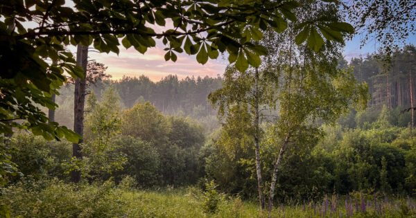 Kedro namelis su ofuro vonia Kedro namelis su ofuro vonia