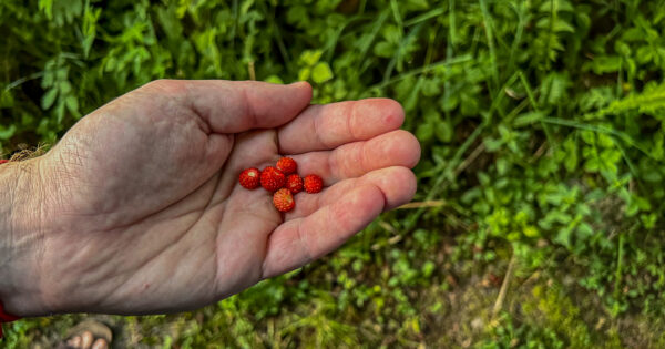 Pramogų namelis sodyboje Poilsio namelis