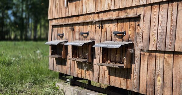 edukacija apie bites namelyje Medaus žemė edukacija apie bites namelyje Medaus žemė