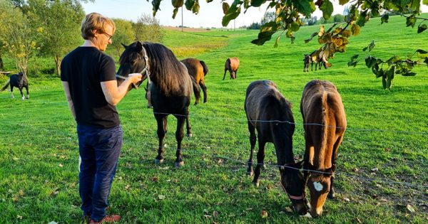 išskirtinės patirtys sodyboje Alantos žirgai išskirtinės patirtys sodyboje Alantos žirgai
