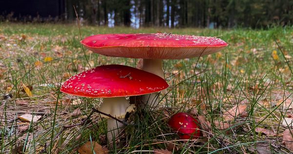 Grybavimas Lietuvoje Grybavimas Lietuvoje