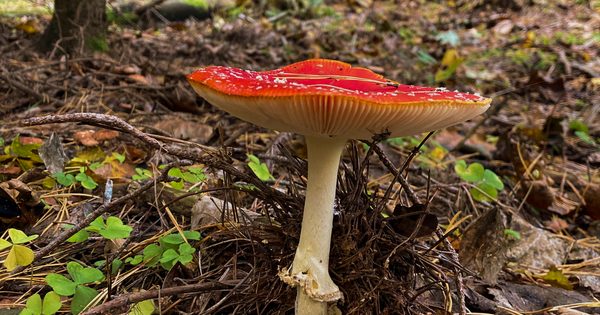 Grybavimas Lietuvoje Grybavimas Lietuvoje