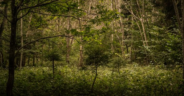 Grybavimas Lietuvos miškuose Grybavimas Lietuvos miškuose