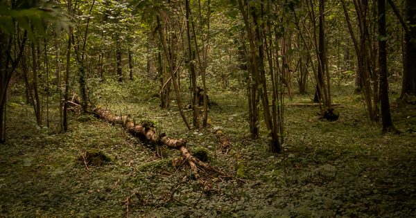 Grybavimas Lietuvos miškuose Grybavimas Lietuvos miškuose