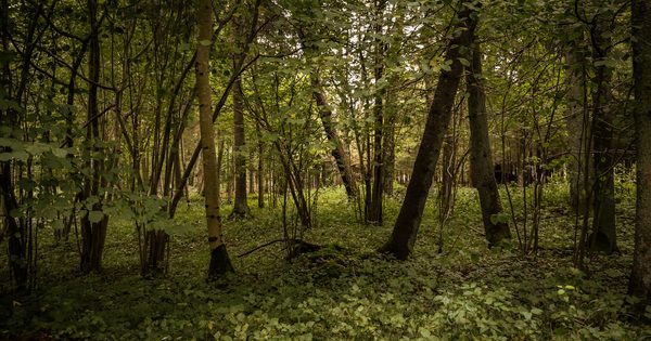 Grybavimas Lietuvos miškuose Grybavimas Lietuvos miškuose